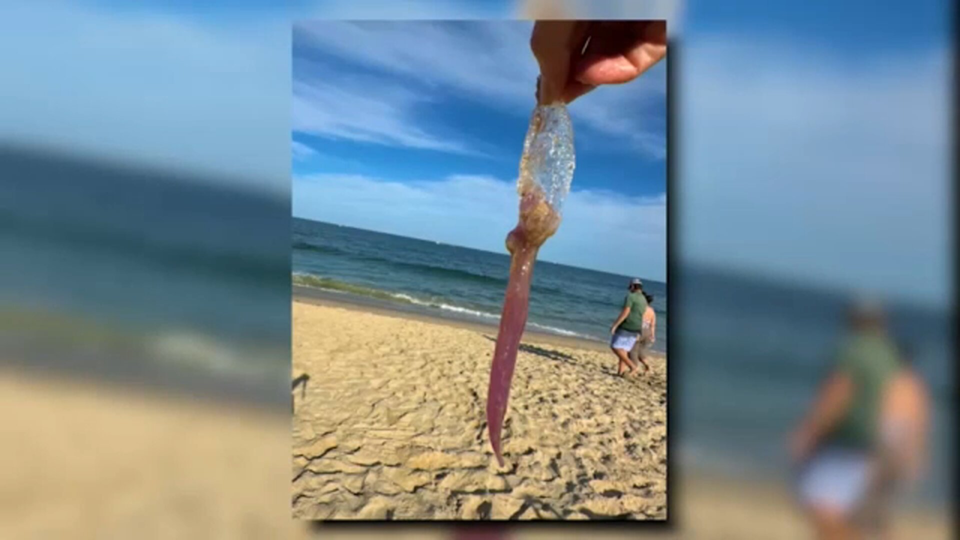 Swimmers urged to watch out for 'purple meanie' jellyfish at Jersey Shore