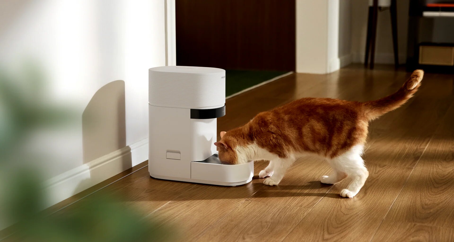 Pet owners say smart pet feeder outage led to furry ones going unfed