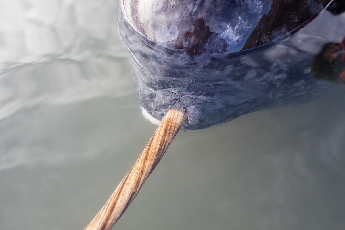 X-rays add new twist to narwhal's spiral tusk