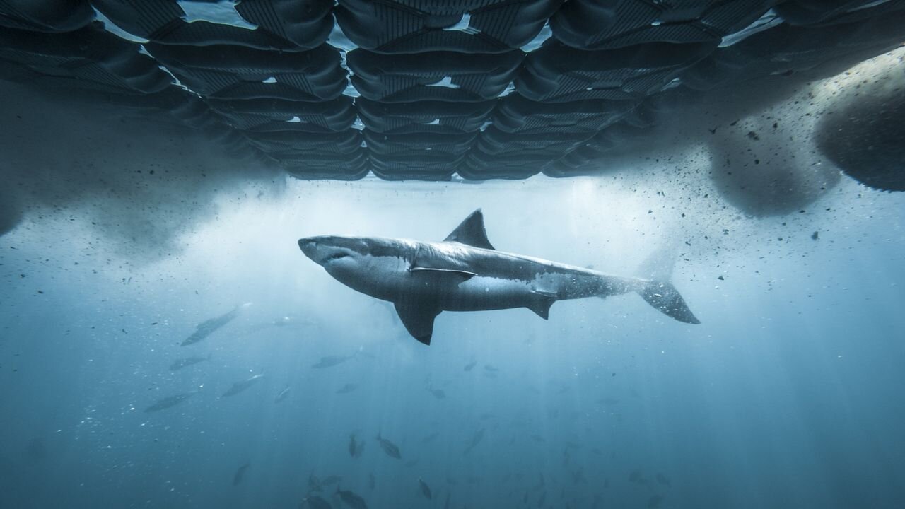 There's a sneaky way to watch Shark Week 2026 for free