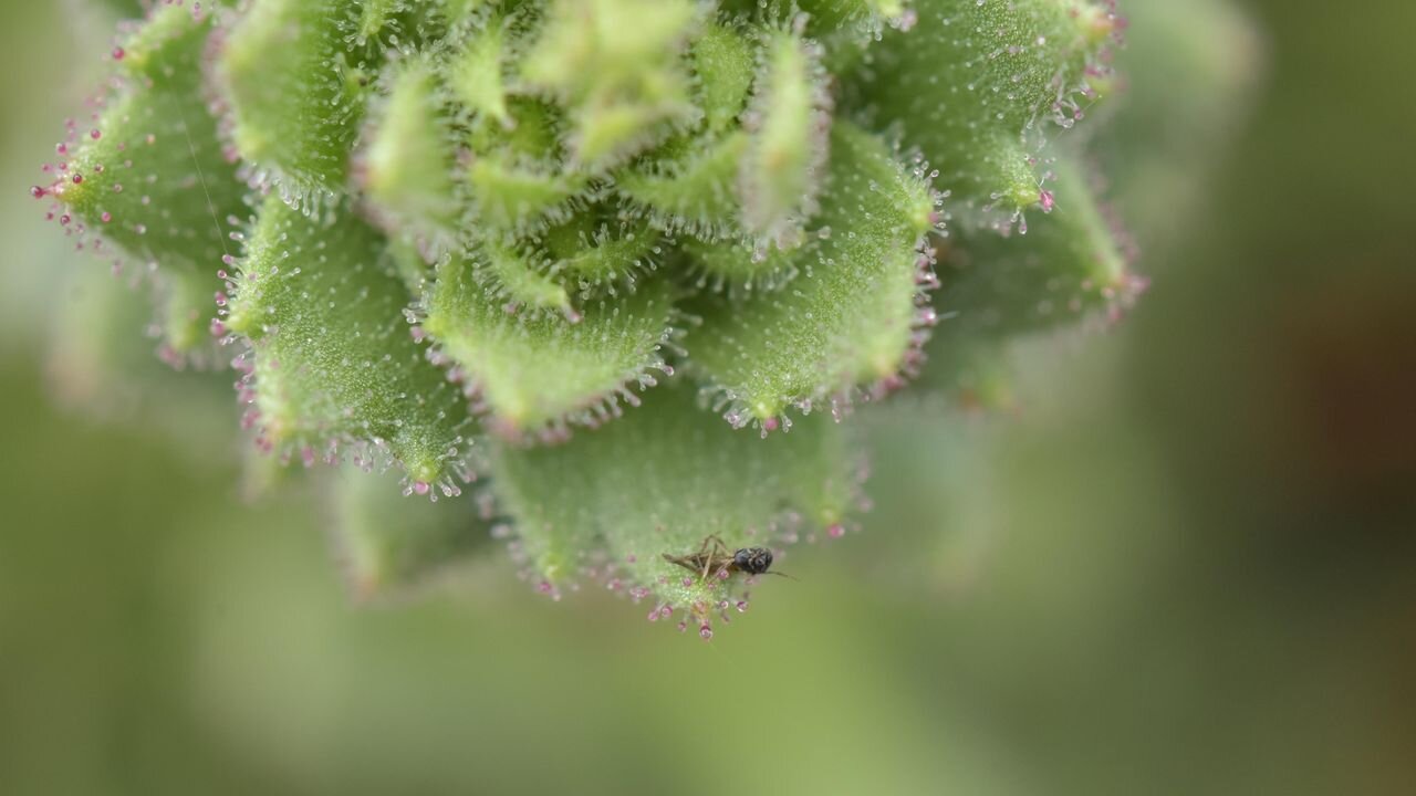 Darwin’s hypothesis provided an important inspiration': Scientists bolster 150-year-old Darwinian theory with a carnivorous plant…