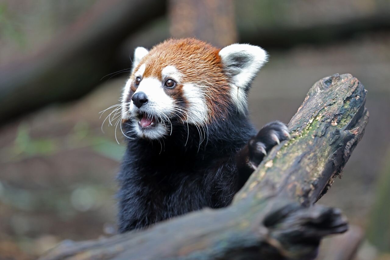 Nashville will use 'eminent domain' to block a $700 million data center threatening iconic zoo