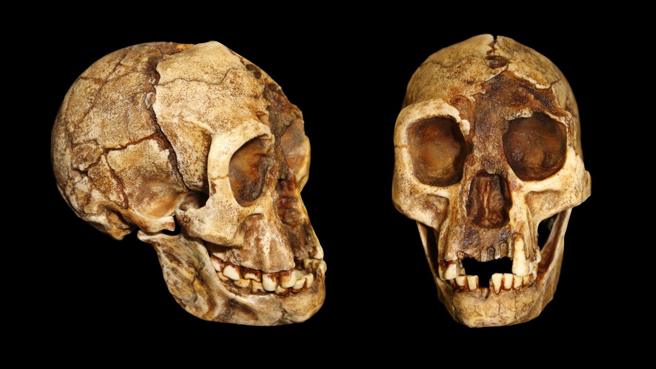 Strange 'hobbit' species walked more like us than like 'Lucy,' hip bones reveal