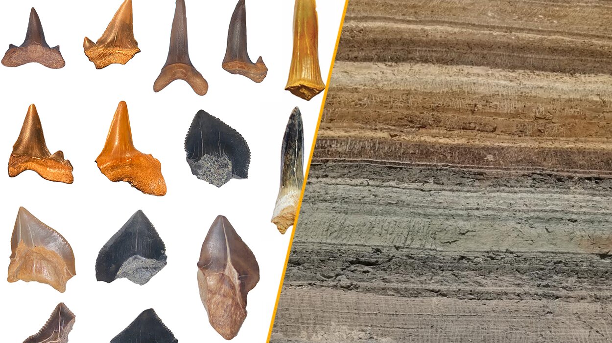 Ancient shark 'graveyard' uncovered in Egyptian desert