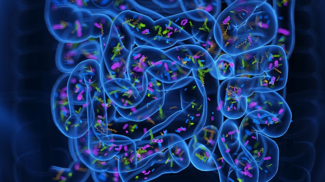 Poop pills' may ease insomnia by reprogramming the gut microbiome, early study hints