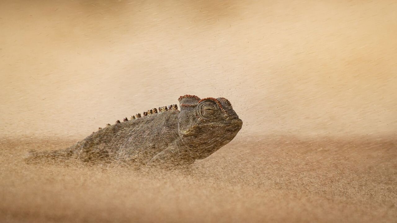 Wildlife Photographer of the Year 2026 just released a sneak peek at its incredible shortlisted winning entries — and it proves…