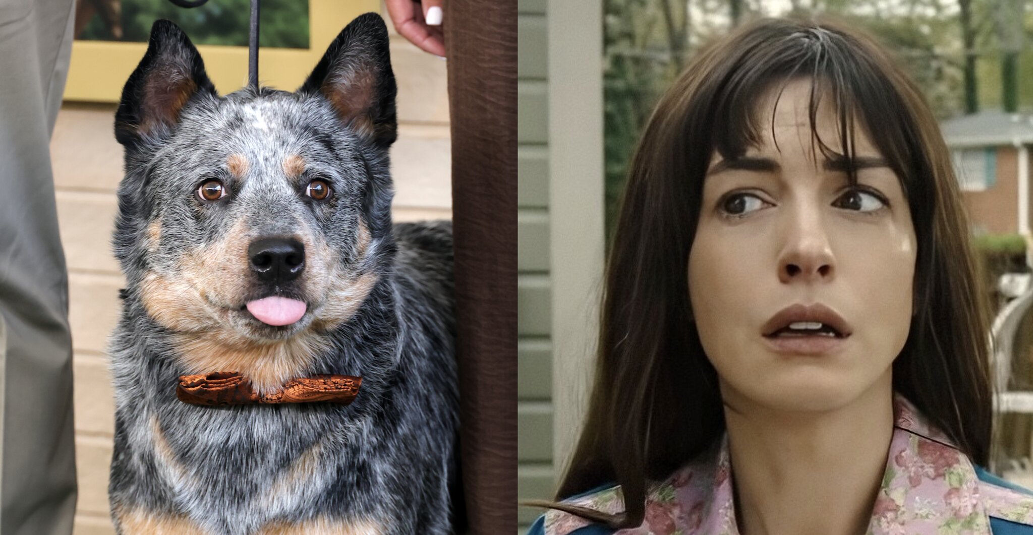 Anne Hathaway Knows You’re Worried About The Fate Of Starbuck The Dog In ‘The End Of Oak Street