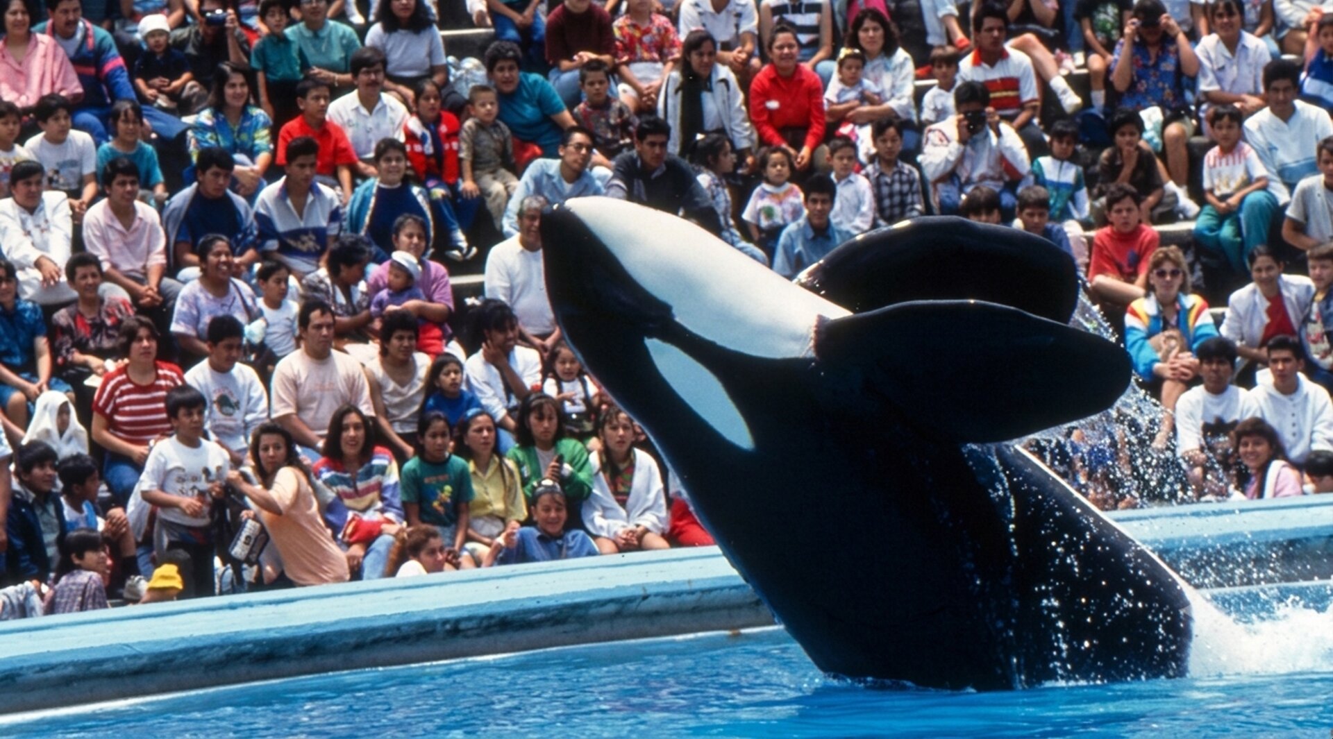 Netflix Sets Keiko ‘Free Willy’ Orca Documentary Amid Wave Of Mexican Projects