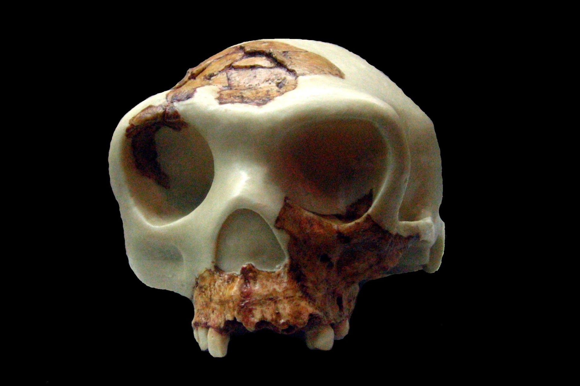 Archaeologists Thought These Early Cannibals Mostly Ate Children. They Were Wrong