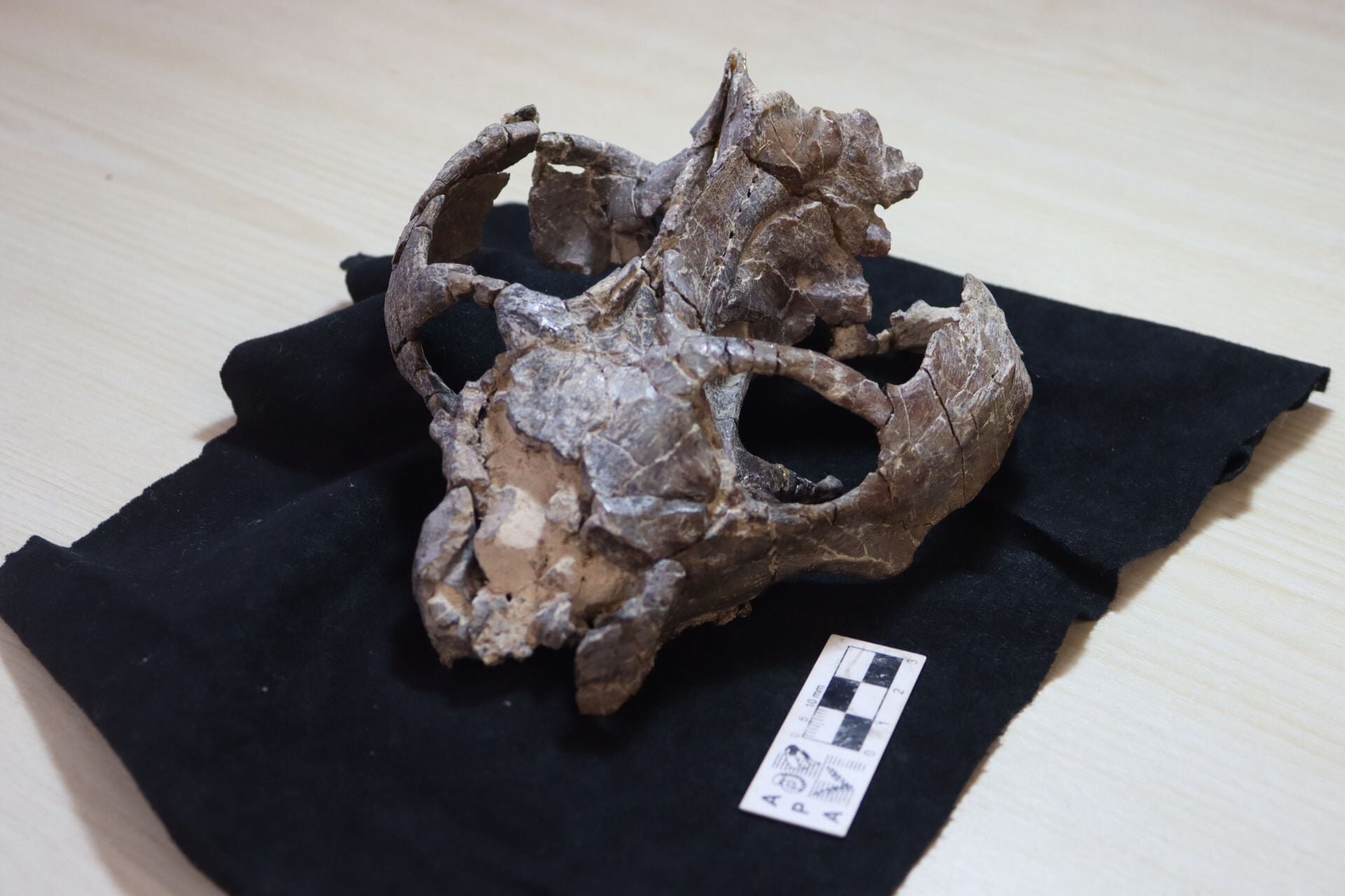 This 236-Million-Year-Old Fossil Just Rewrote the Story of Live Birth