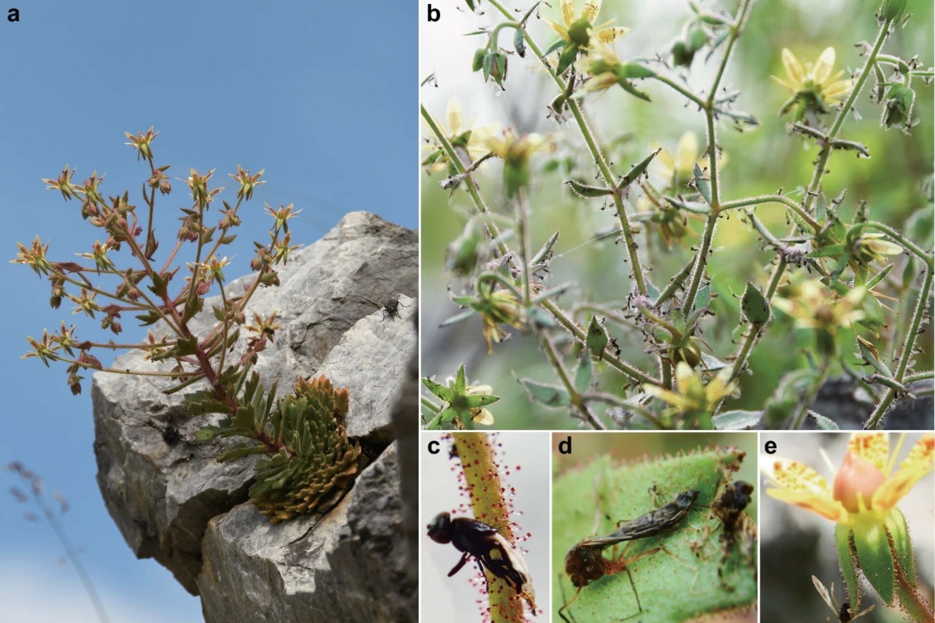 This Plant Has Been Hiding a Killer Secret. Darwin Called It 150 Years Ago