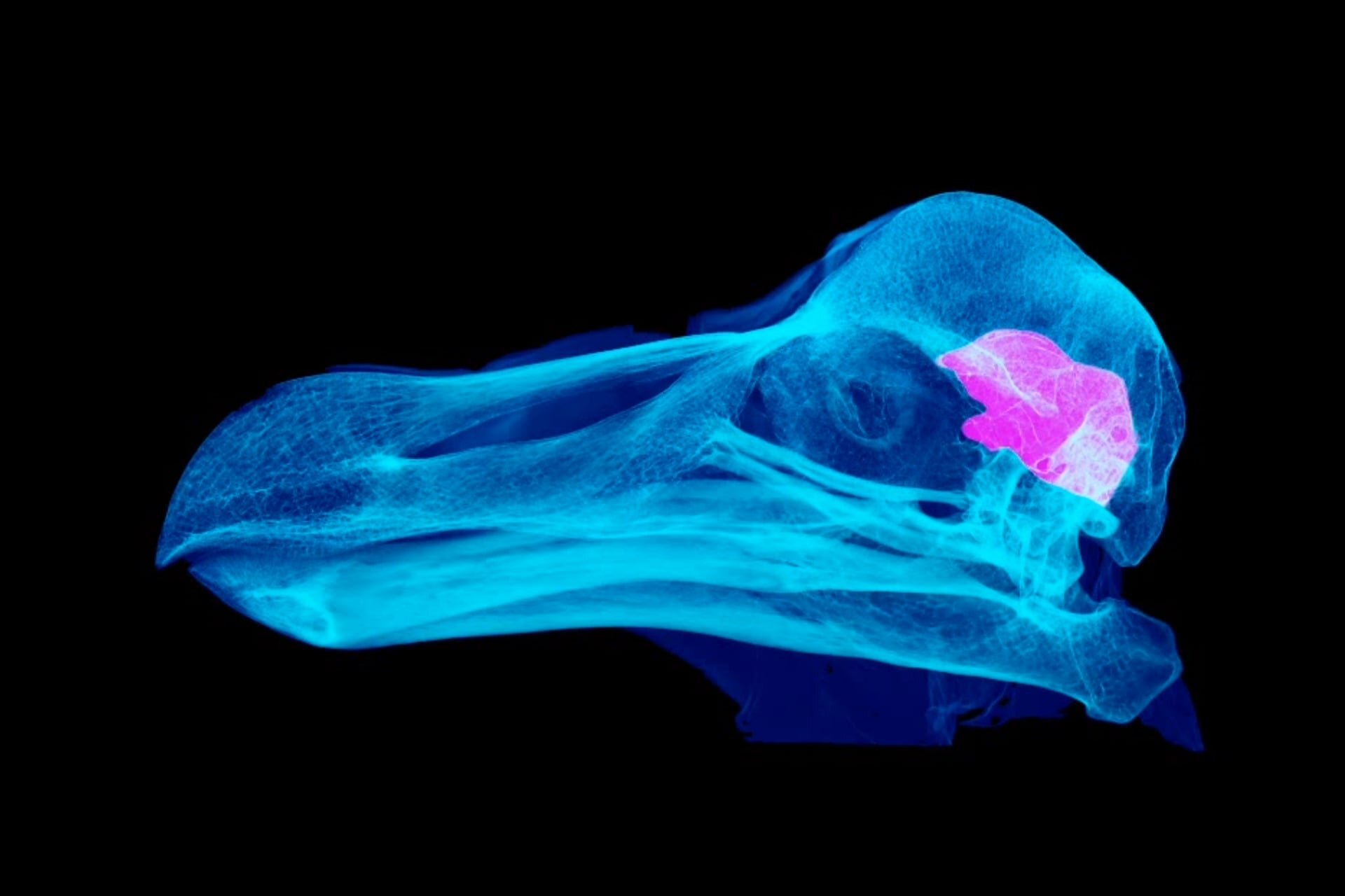 For Centuries, We Thought Dodos Were Stupid. We Were Wrong