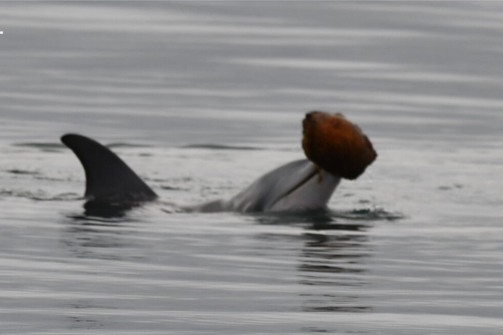 Dolphins Use Seashells to Scoop Up Fish and Eat Them in Rare Hunting Behavior