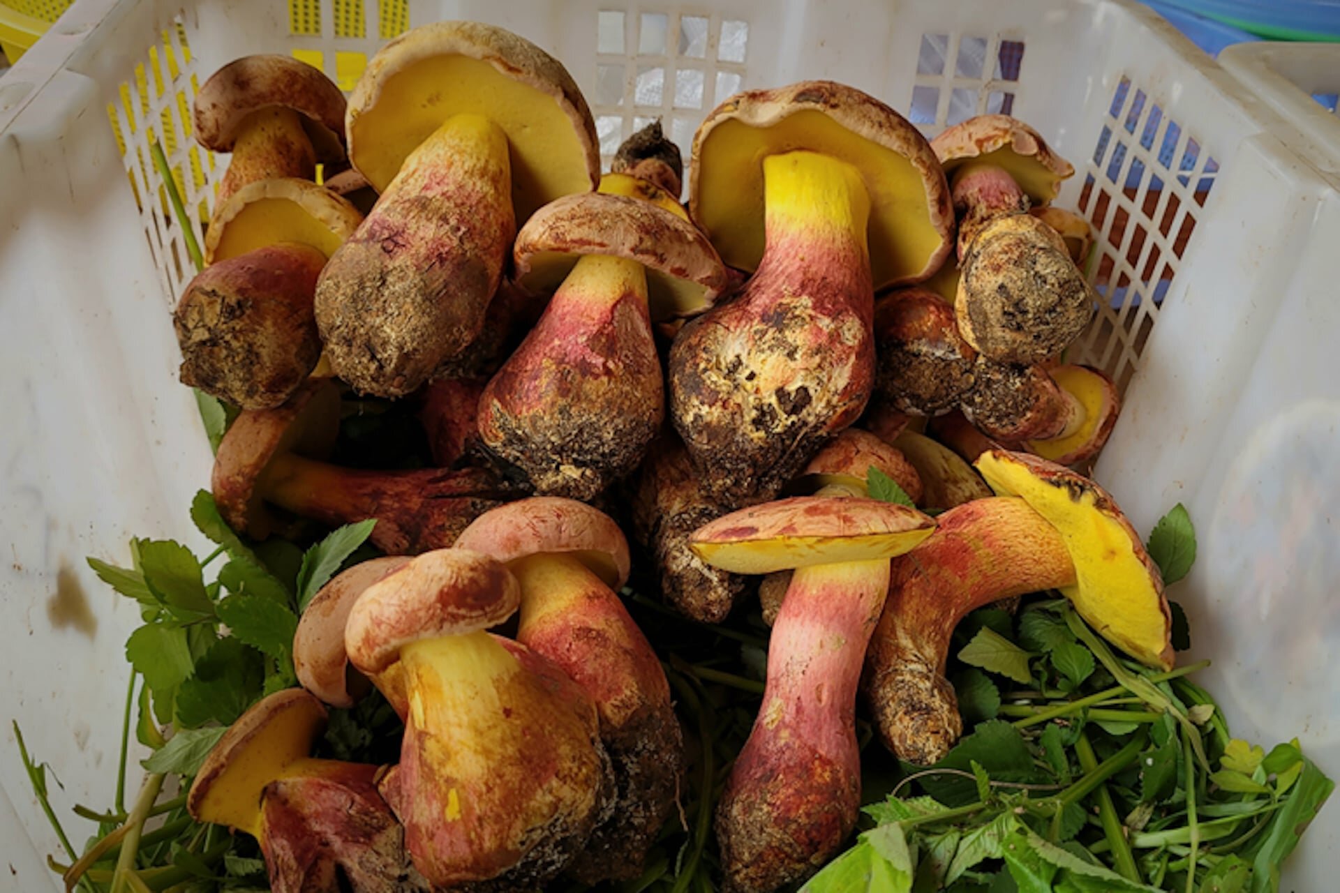 Scientists Identify Mushroom That Makes You Hallucinate ‘Tiny People
