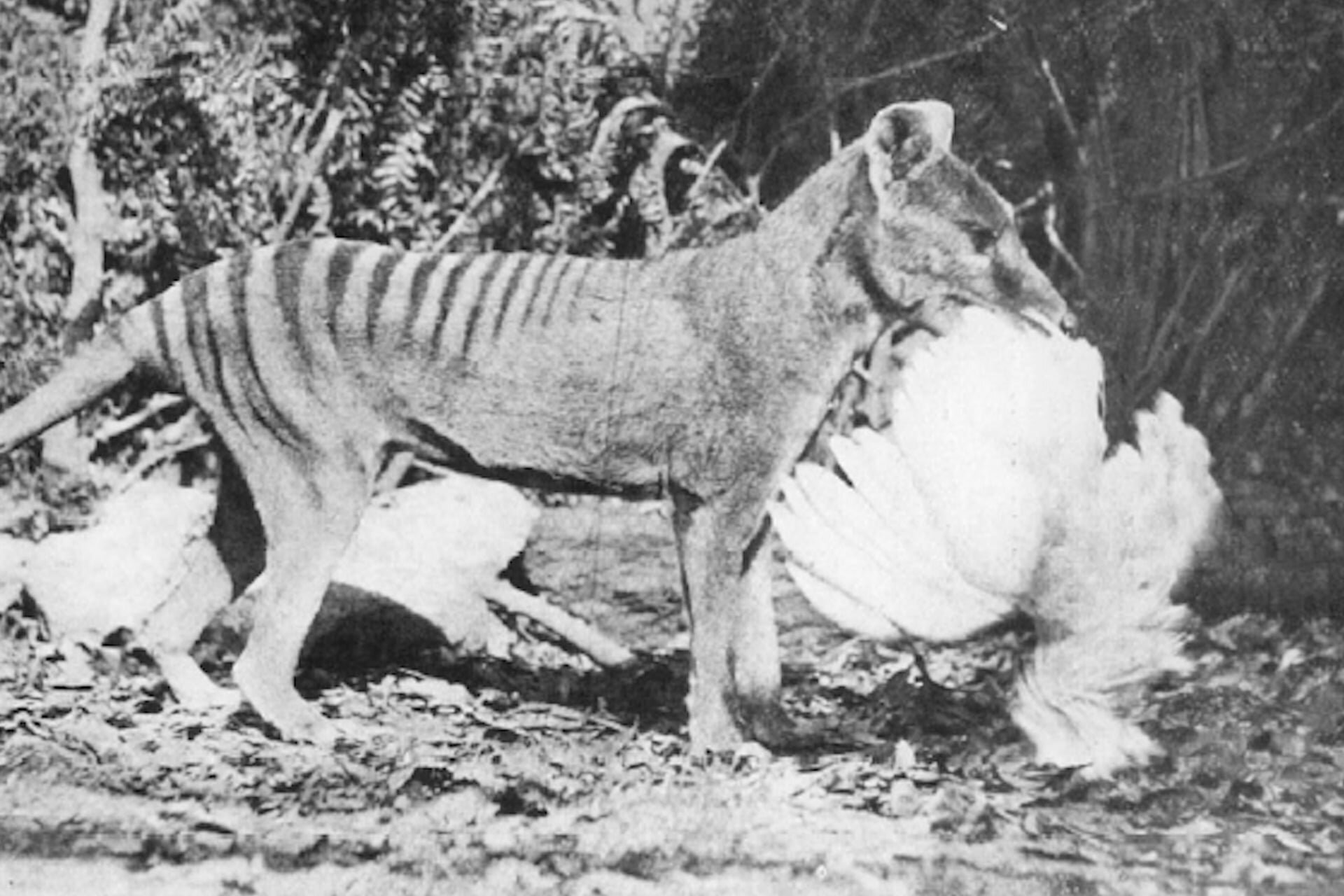 We Were Wrong About How the Extinct Tasmanian Tiger Hunted Its Prey