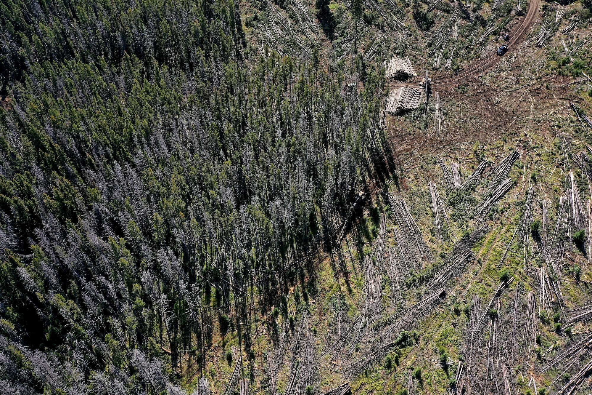 Trump administration advances plan to open national forests to development