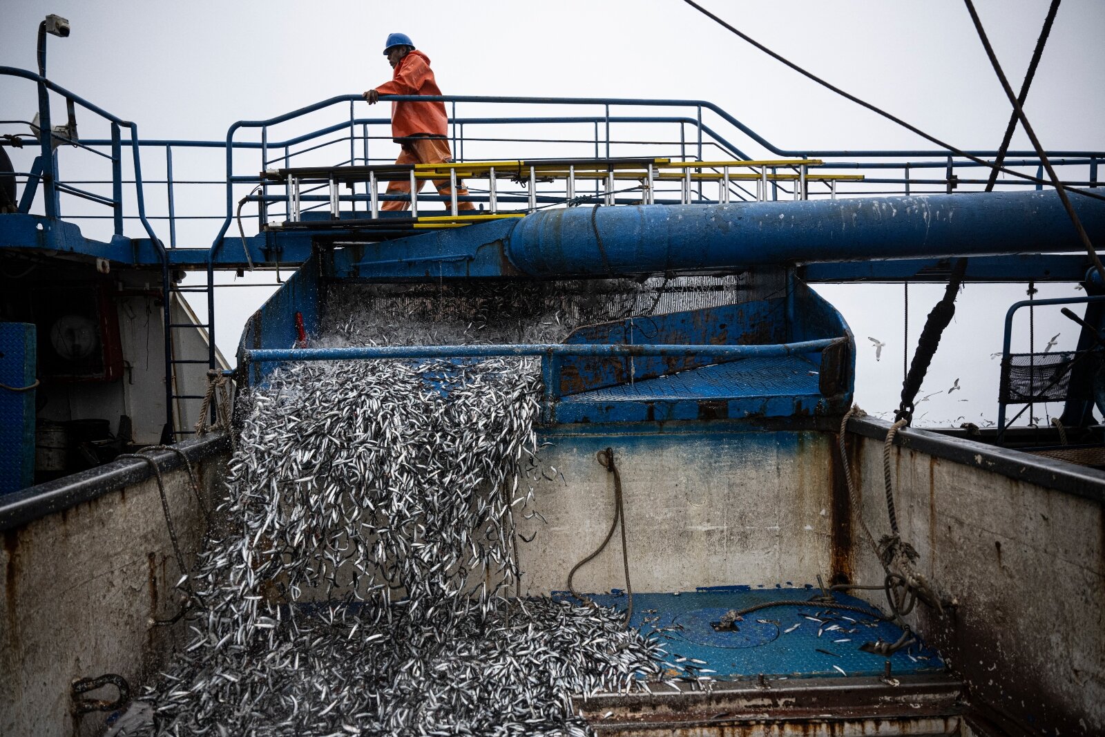 When ocean temperatures increase, so does child malnutrition on land