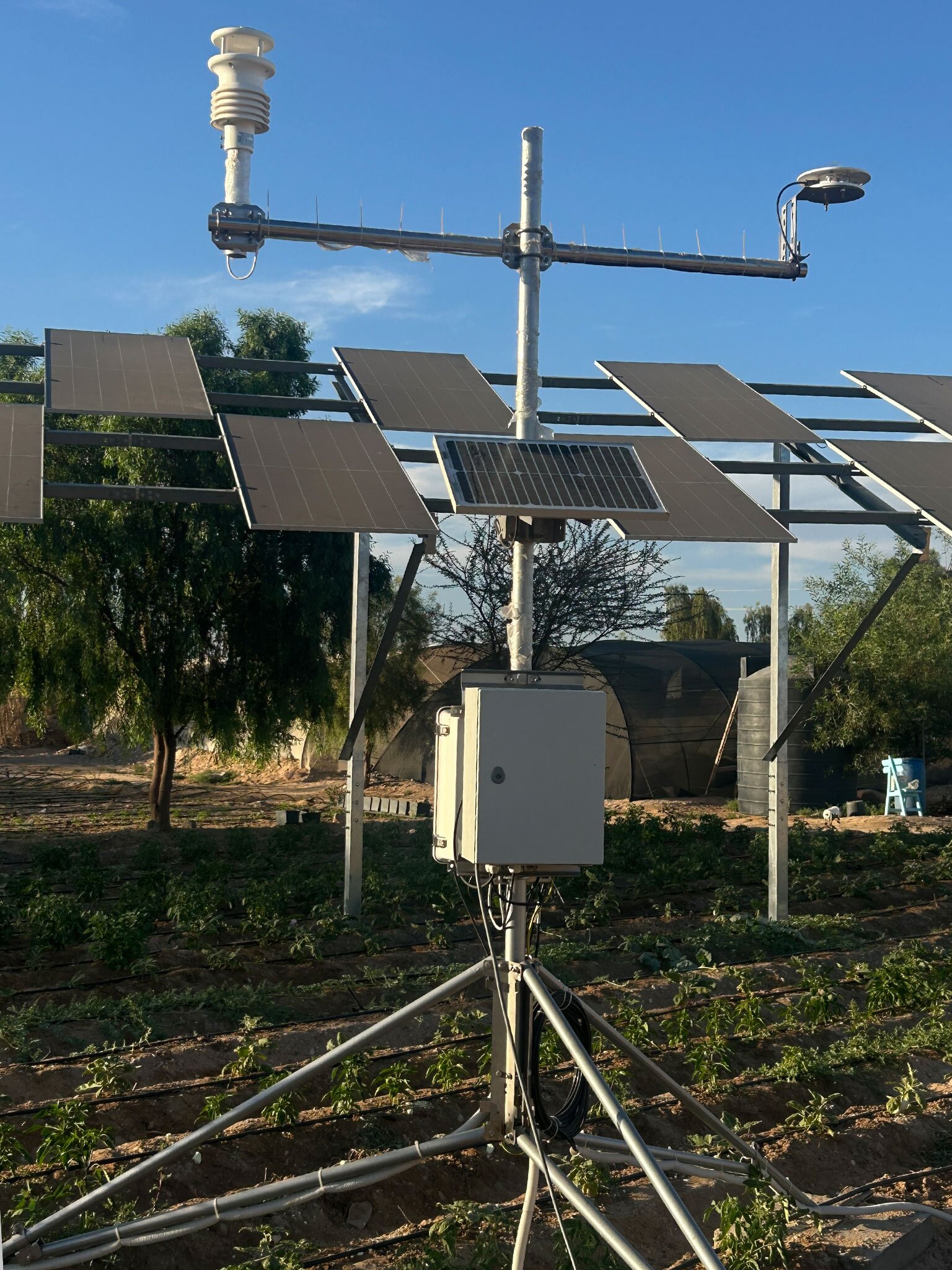 Why Egyptian farmers are growing crops under solar panels