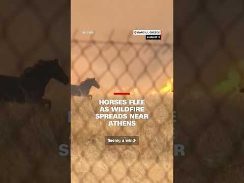 Horses flee as wildfire spreads near Athens