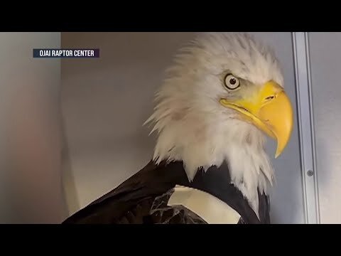 Jackie the eagle’s caregivers face intense response