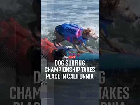 Dog surfing championship takes place in California