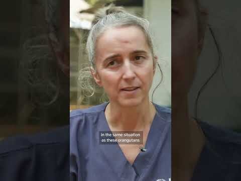 Vets help an orangutan breathe after fire