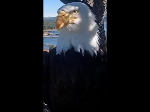 Beloved bald eagle Jackie dies after illness