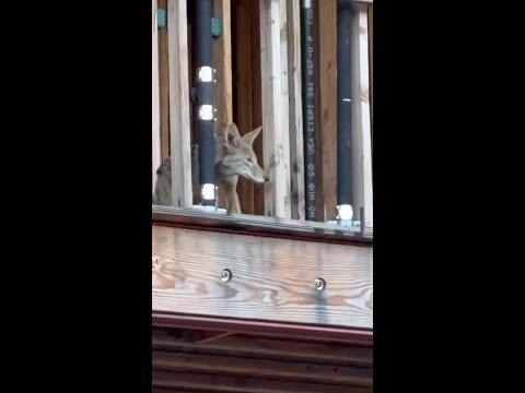 West Hollywood locals on edge over coyotes