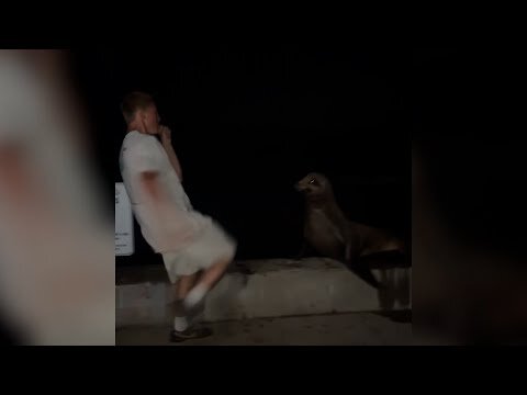 San Diego man pleads guilty to attacking protected sea lion