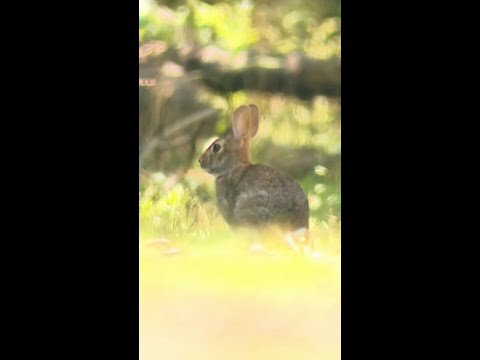 New York boy recovering from rare tick-borne 'rabbit fever