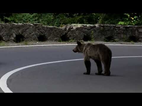 Romania expands bear cull, critics say enforcement gaps persist