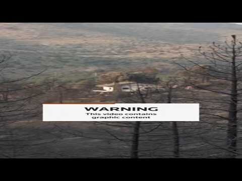 Charred carcasses left in wake of wildfire near Madrid