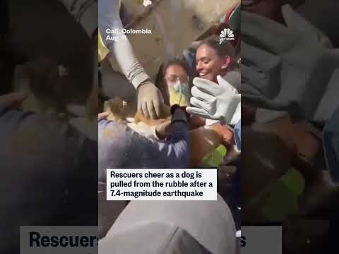 Dog rescued a day after deadly Colombian earthquake