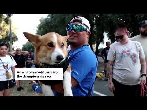 Corgi race delights crowds at California county fair