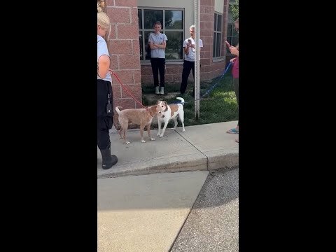 A dog missing for over 5 years reunited with his family
