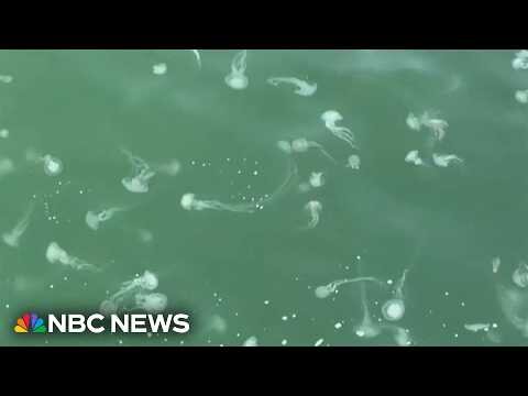 Swarms of jellyfish keep beachgoers out of the water
