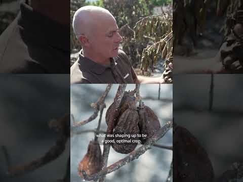 Spain wildfire destroys avocado farm