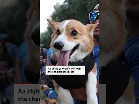 California corgi race brings fierce competition