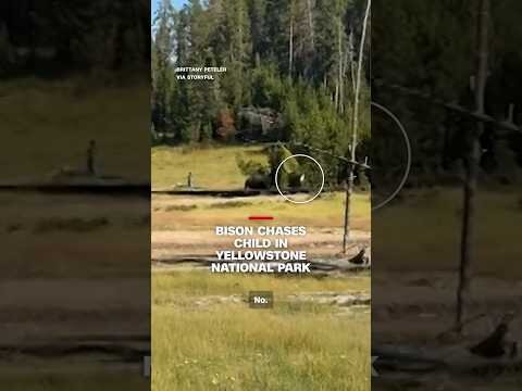 Bison chases child in Yellowstone National Park