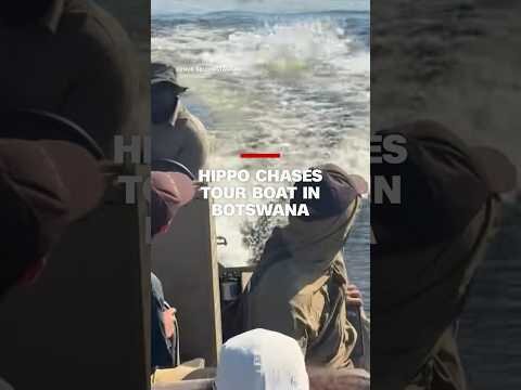 Absolutely terrifying' hippo chases tour boat in Botswana