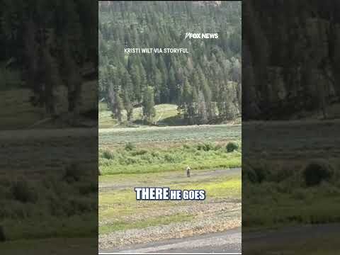 SEE IT: Bystanders help man avoid bison attack #foxnews #shorts #animals #nature