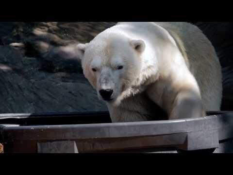 Prague Zoo keeps polar bears cool with ice amid heatwave