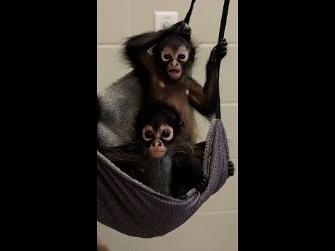 Nashville Zoo debuts three rescued spider monkeys