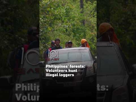 Philippines’ forests: Volunteers hunt illegal loggers