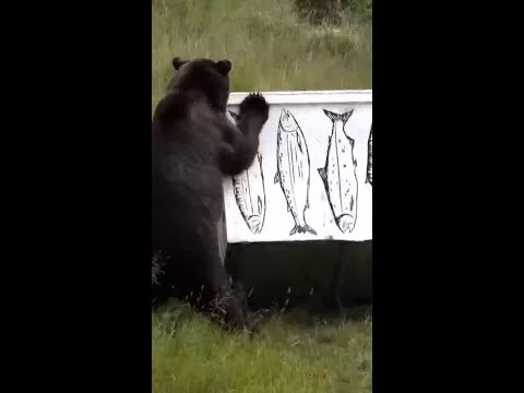 Alaska high school welding students bear-proof dumpsters