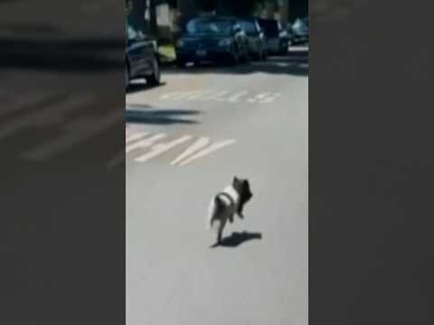 Runaway pig zooms through the streets of West Hollywood