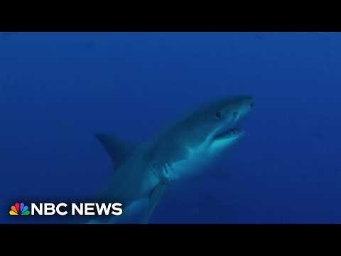 Shark sightings on the rise this summer