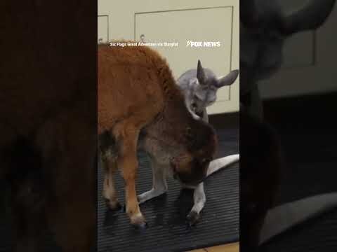 Baby bison, joey kangaroo become UNLIKELY friends at park #foxnews #news #shorts #animals