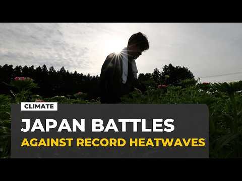 Japan battles extreme heat with night shifts and human fridges