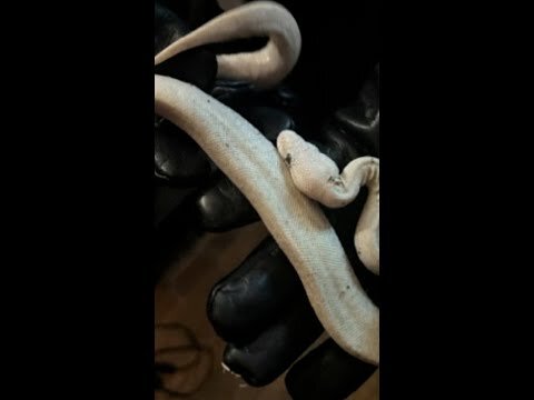 2 suspects arrested in alleged Virginia Petco reptile theft